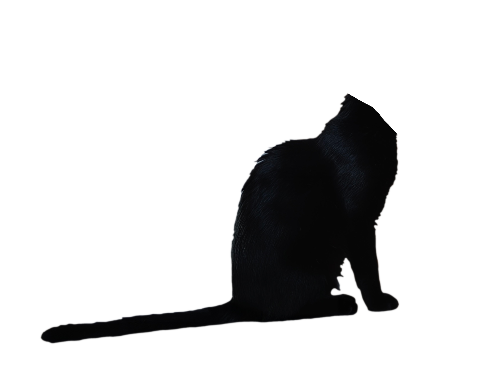 Maryja the cat